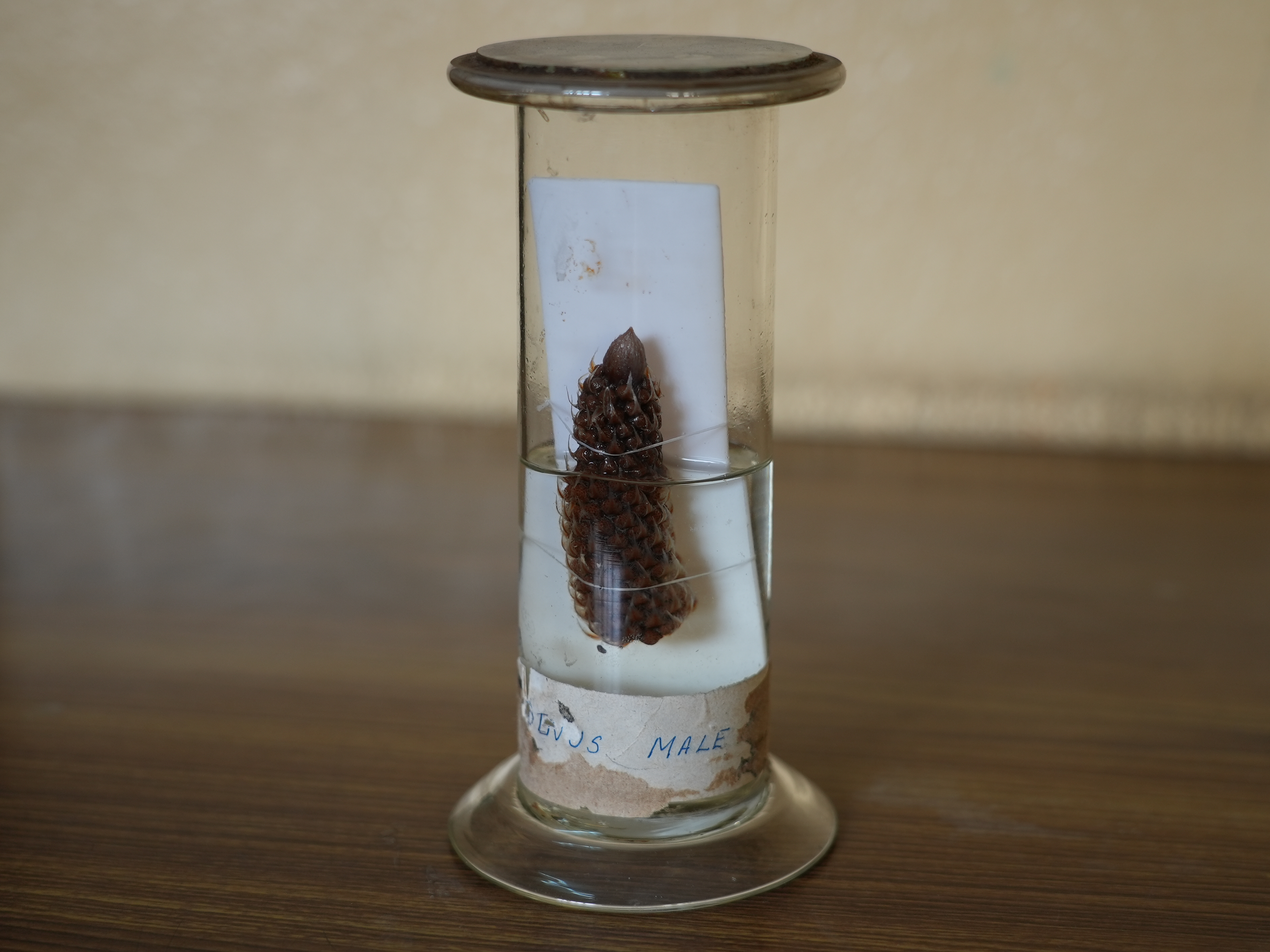 Pinus male cone 